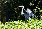 Heron Framed